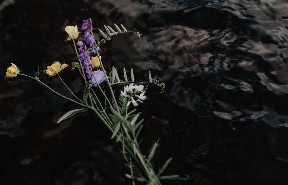 Markblomster på mørkt vann